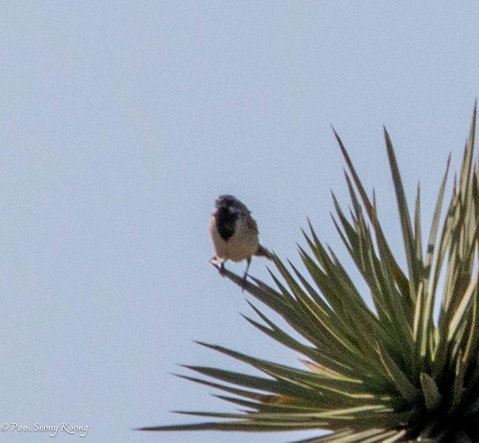 Black-throated Sparrow - ML619517417