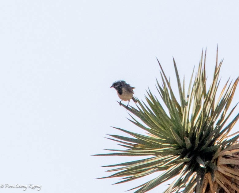 Black-throated Sparrow - ML619517419