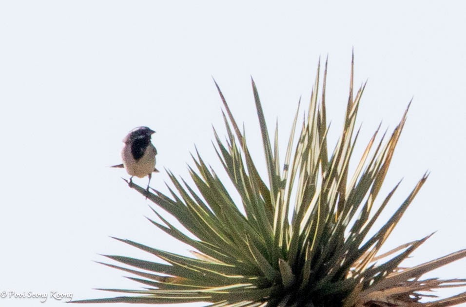Black-throated Sparrow - ML619517420