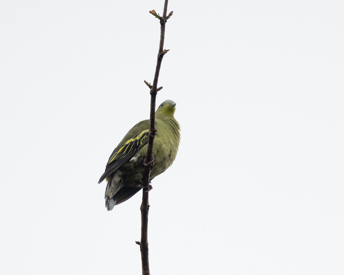 Gray-fronted Green-Pigeon - ML619517570