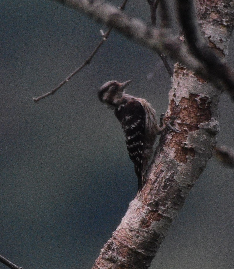 Gray-capped Pygmy Woodpecker - ML619517597