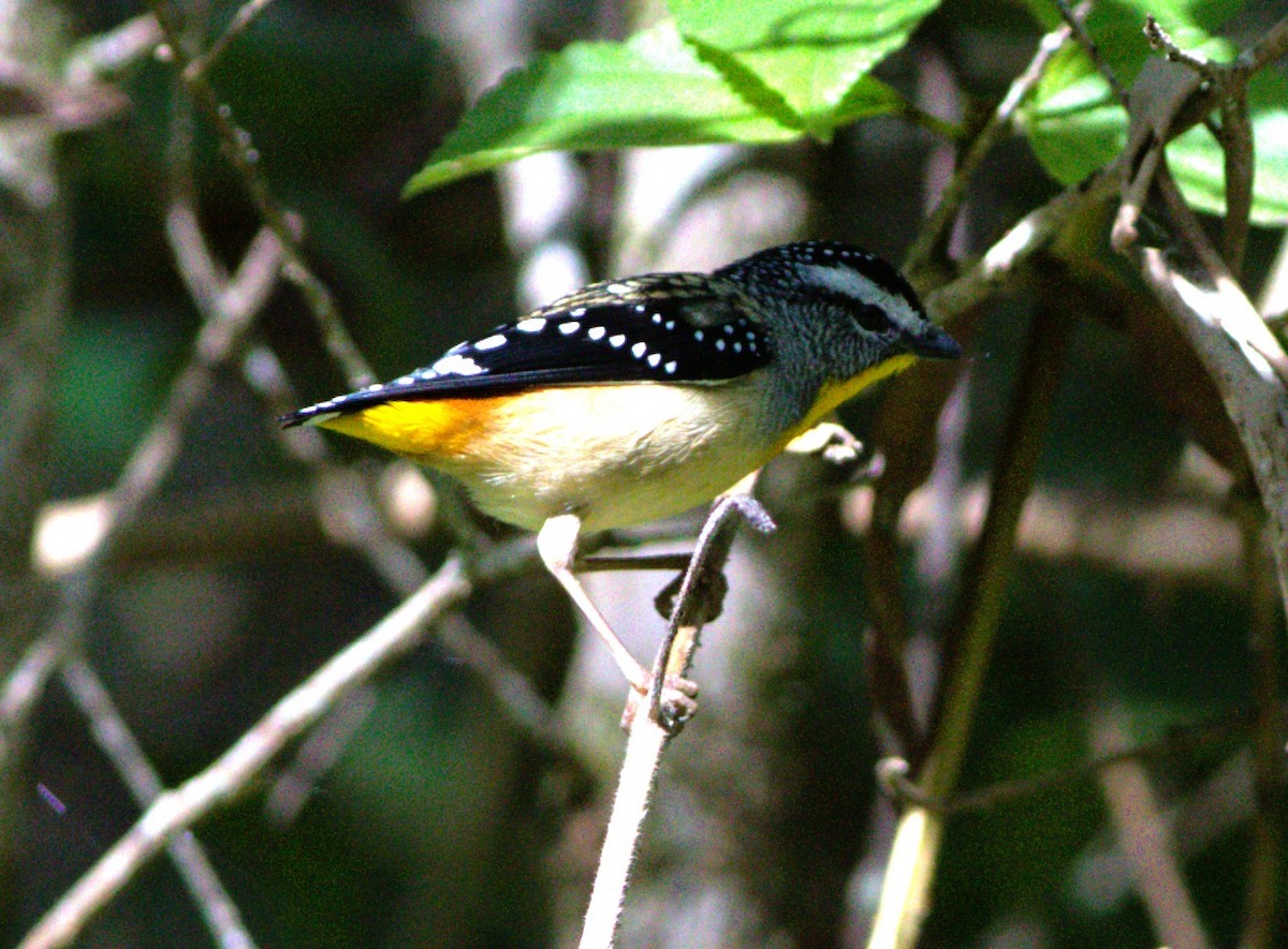 Spotted Pardalote - ML619517609
