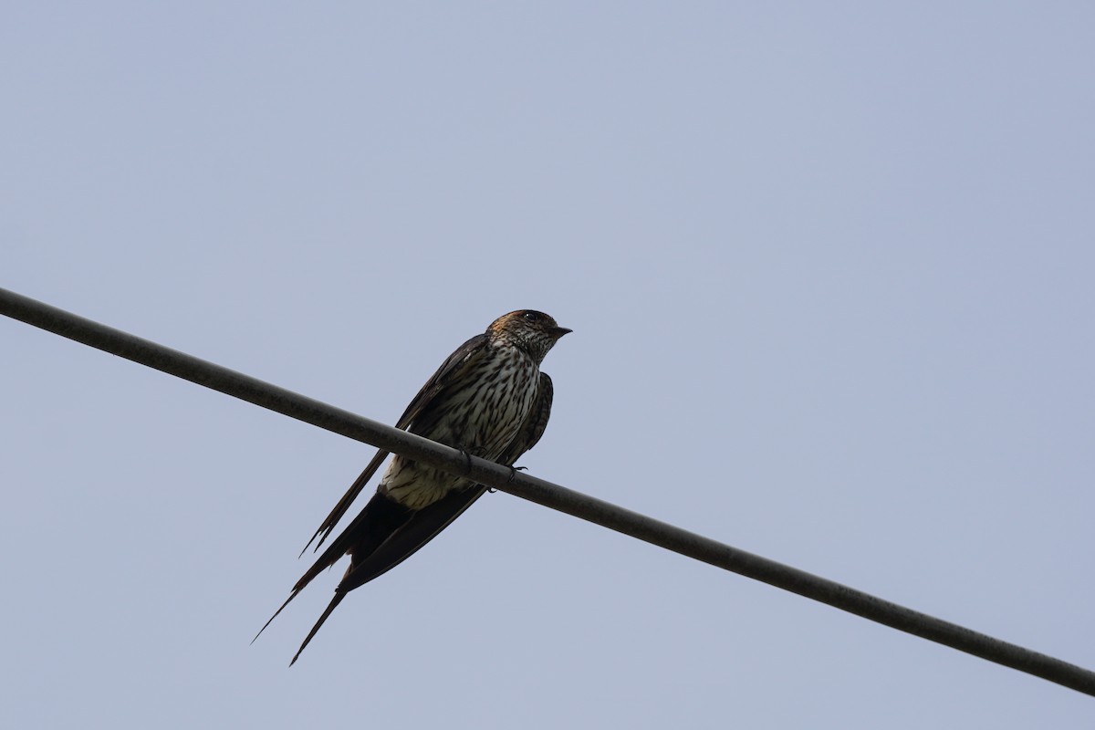 Striated Swallow - ML619517632