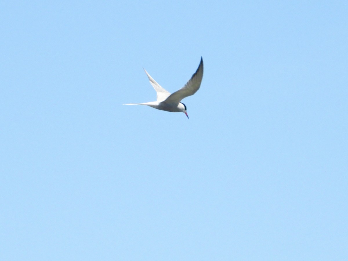 Common Tern - ML619517662
