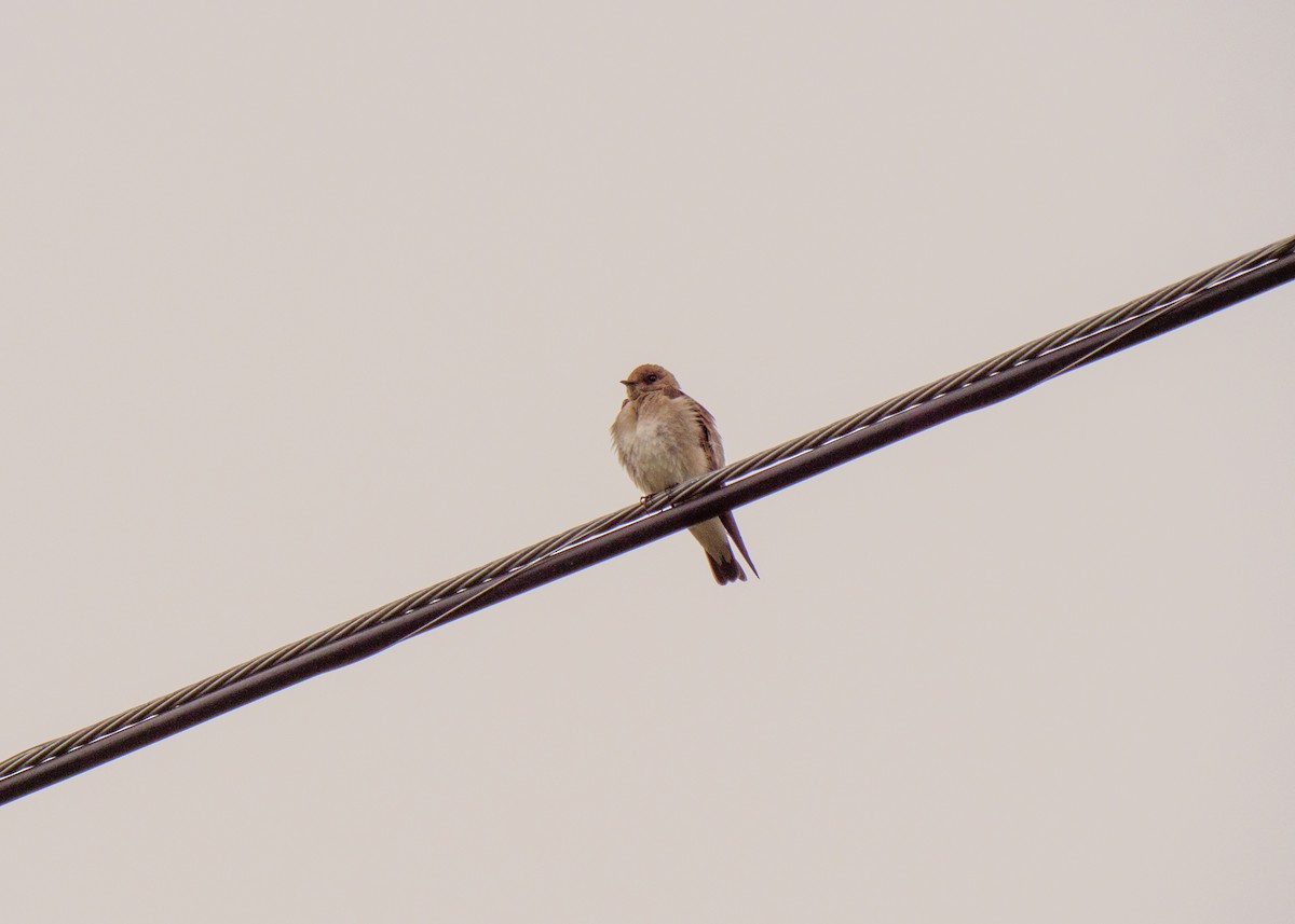 Northern Rough-winged Swallow - ML619517663