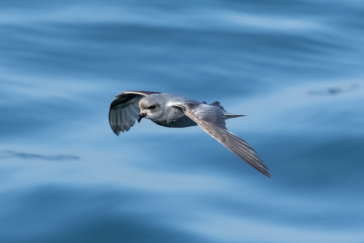 Fork-tailed Storm-Petrel - ML619517672
