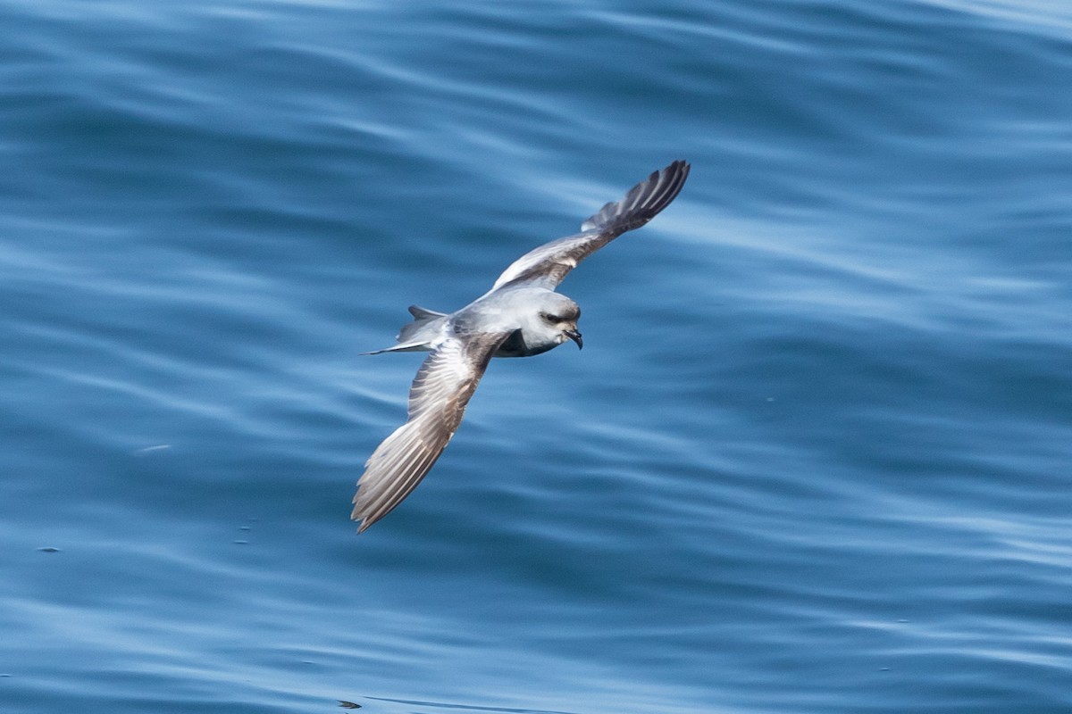 Fork-tailed Storm-Petrel - ML619517673