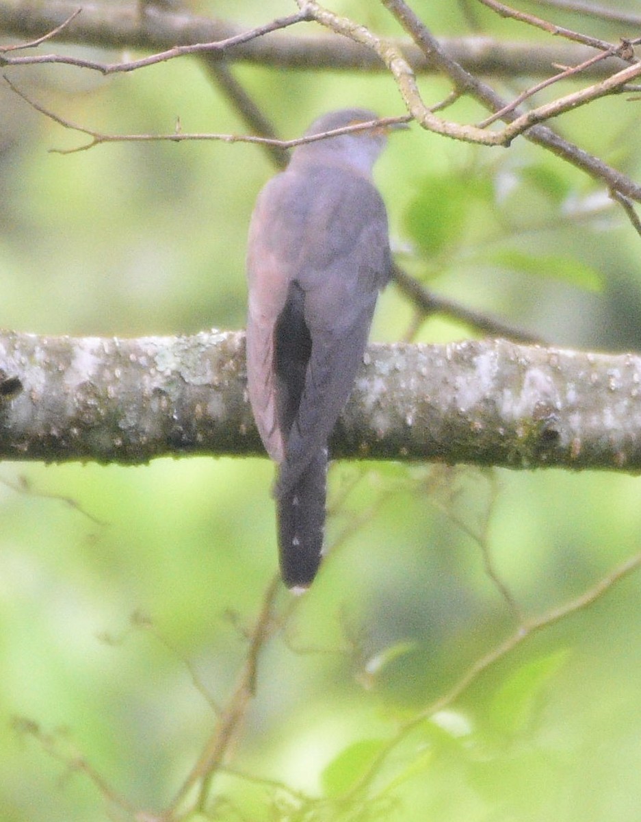 Common Cuckoo - ML619517699
