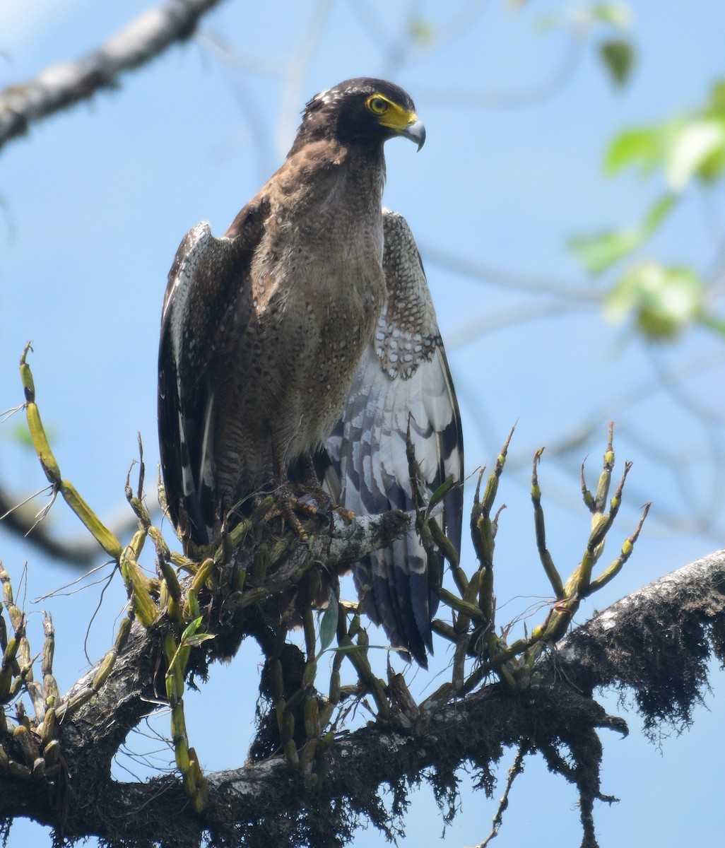 Crested Serpent-Eagle - ML619517703