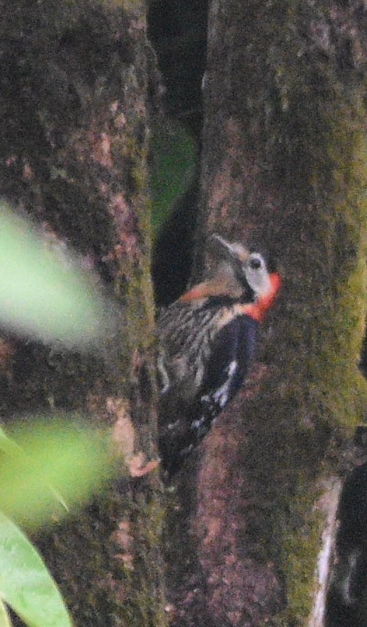 Crimson-naped Woodpecker - ML619517722