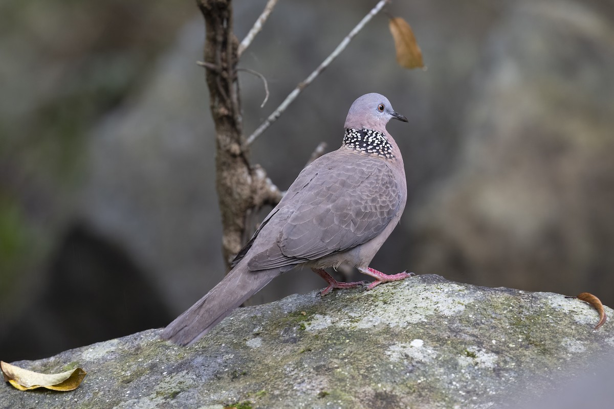 Spotted Dove - ML619517727