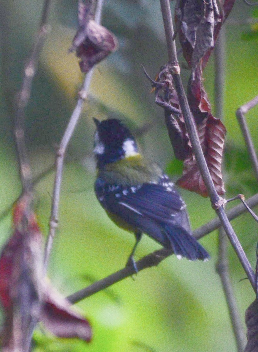 Green-backed Tit - ML619517740