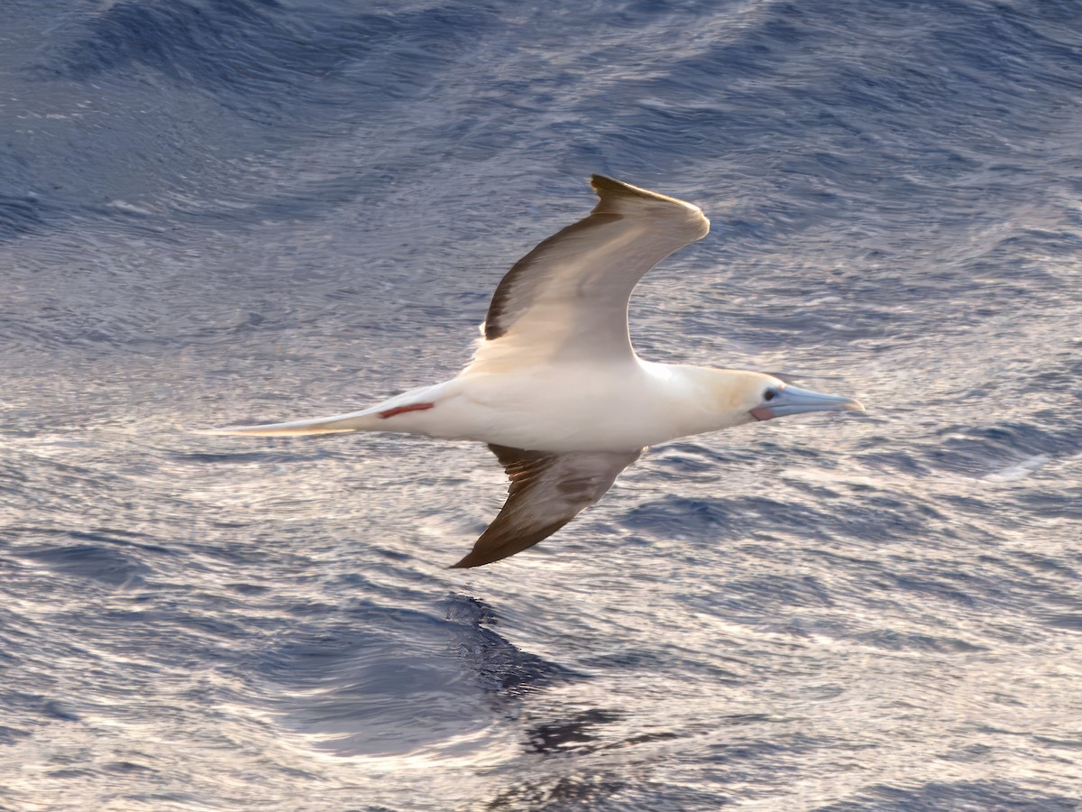 Red-footed Booby - ML619517768