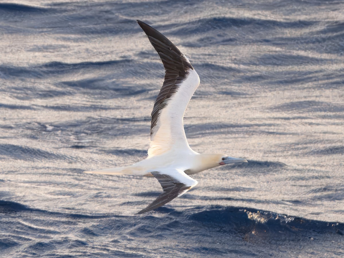 Red-footed Booby - ML619517769