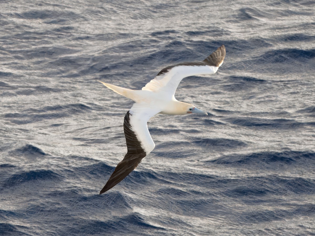 Red-footed Booby - ML619517770