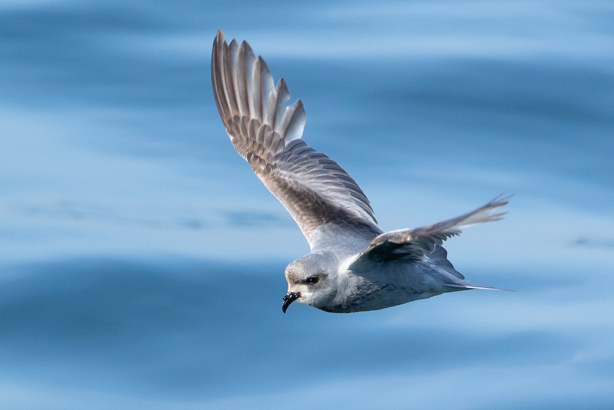 Fork-tailed Storm-Petrel - ML619517776