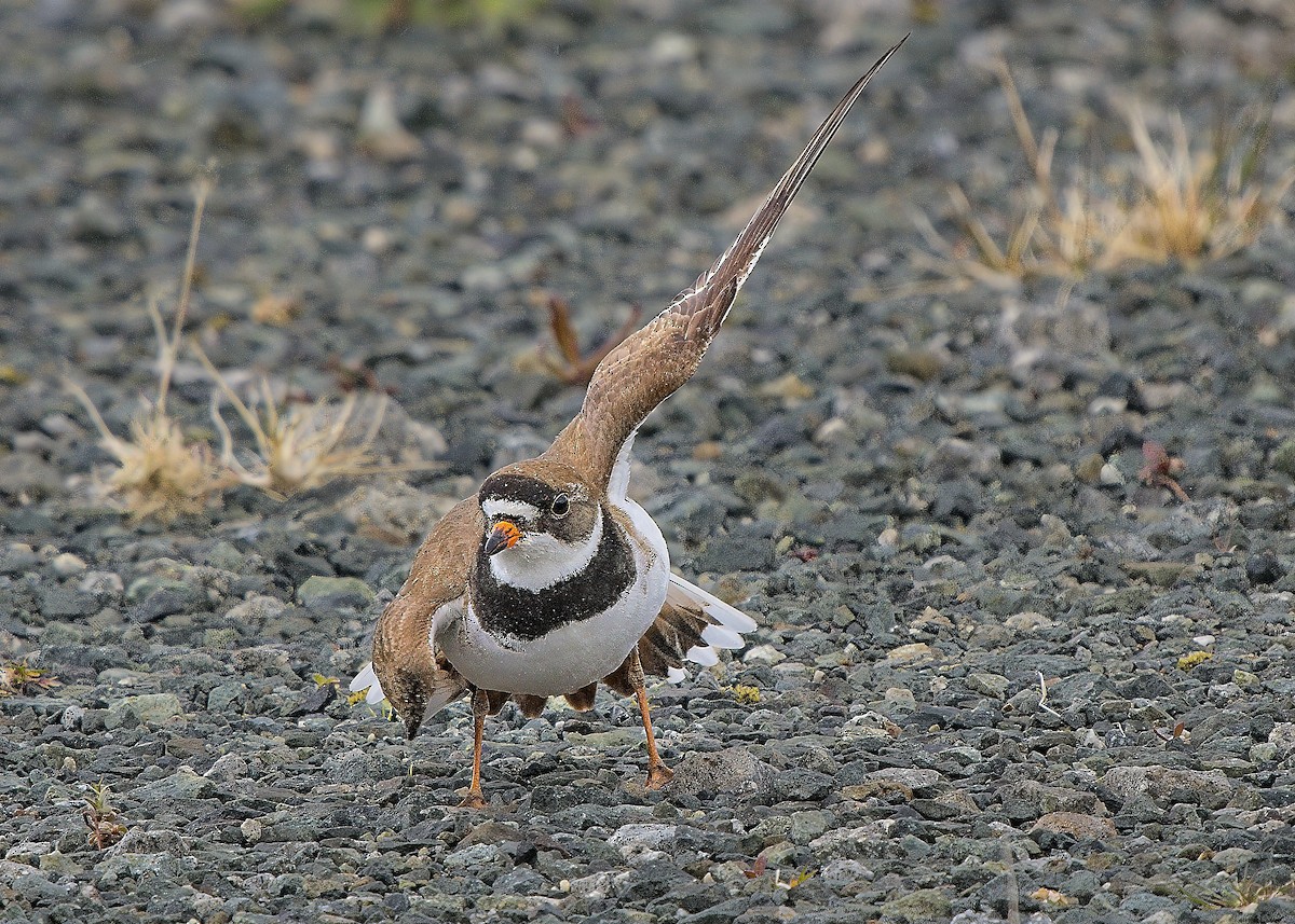 Semipalmated Plover - ML619517779