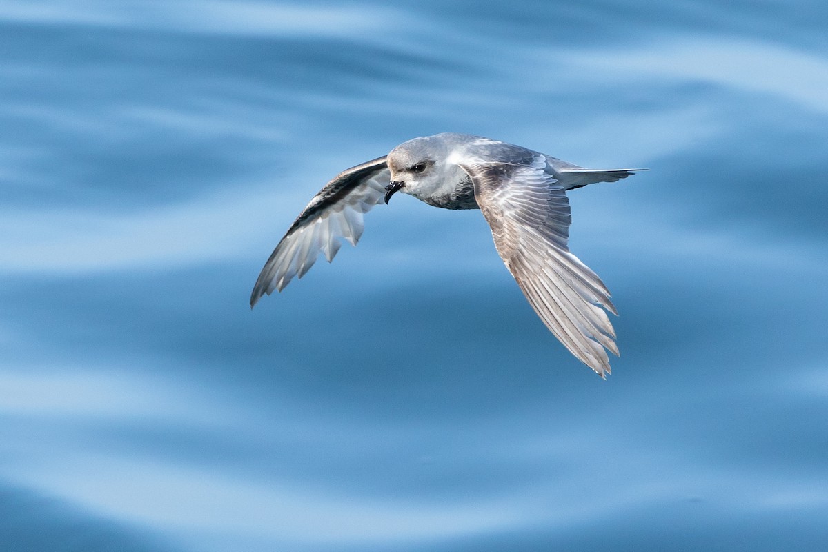 Fork-tailed Storm-Petrel - ML619517796