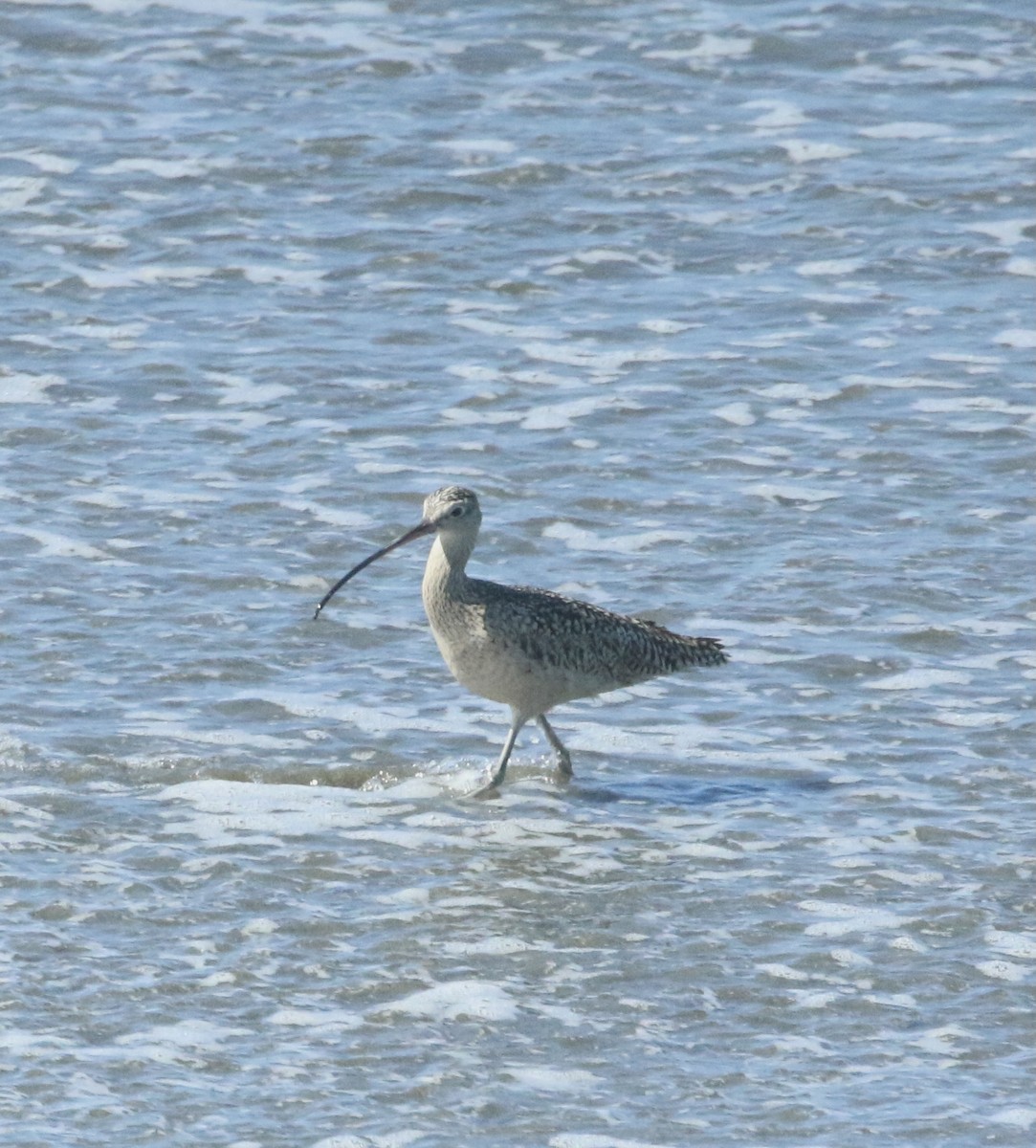 Long-billed Curlew - ML619517843