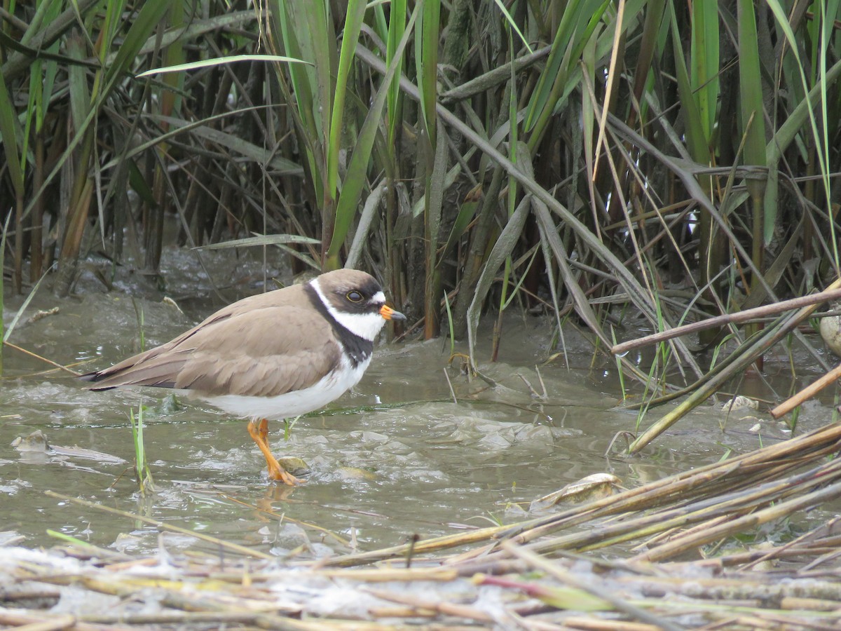Semipalmated Plover - ML619517858