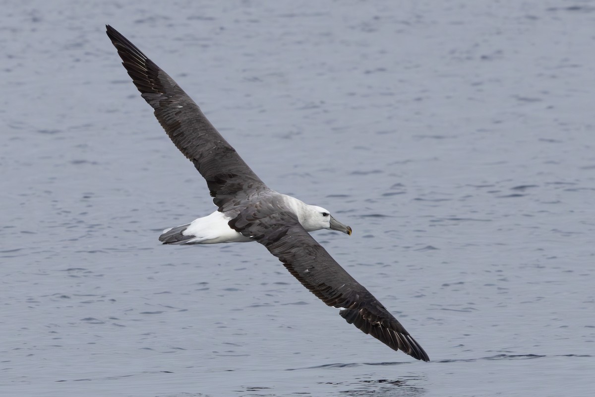 White-capped Albatross - ML619517877