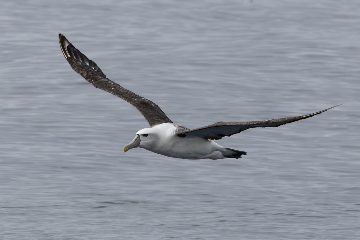 White-capped Albatross - ML619517882