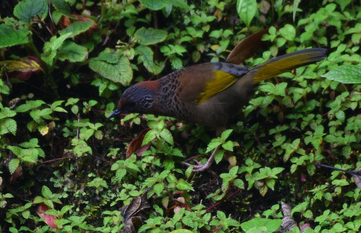 Chestnut-crowned Laughingthrush - ML619517893