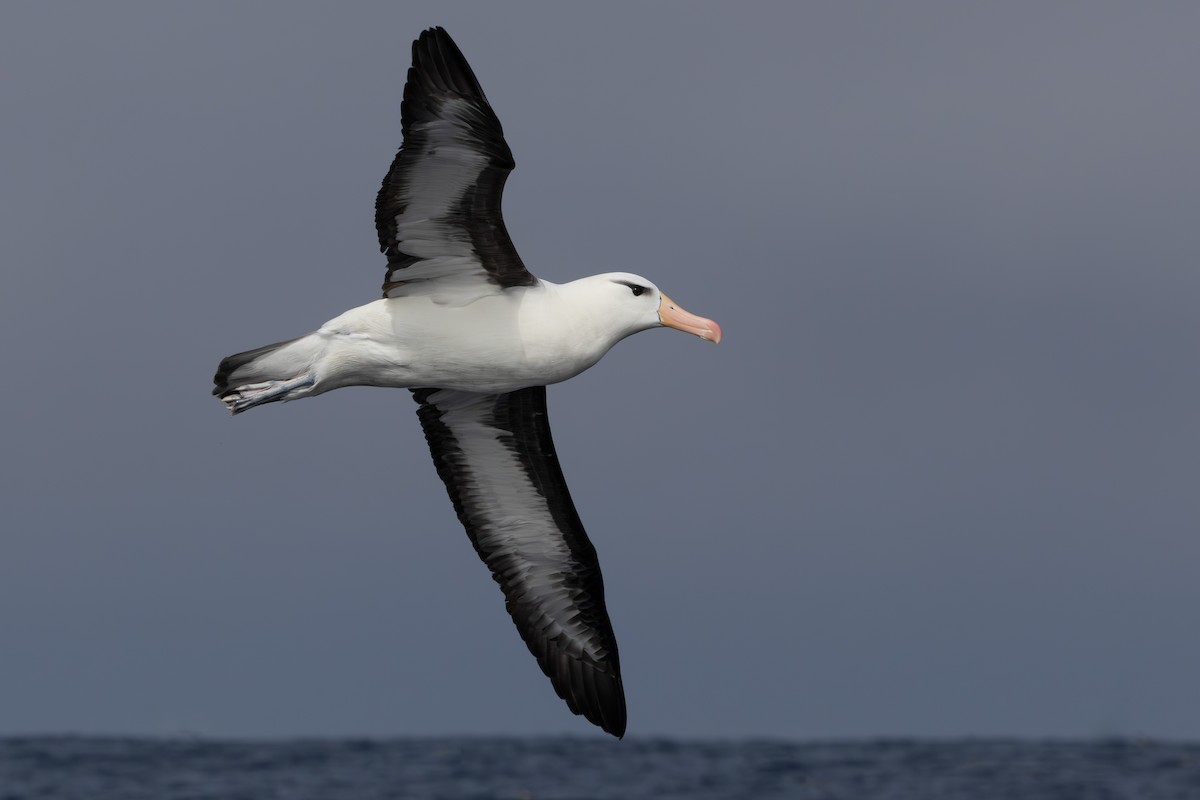 albatros černobrvý (ssp. melanophris) - ML619517904