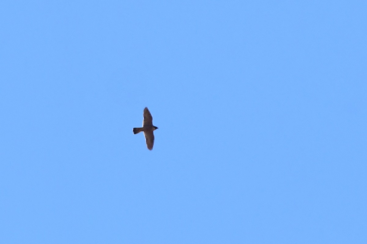 Peregrine Falcon (Barbary) - ML619517909