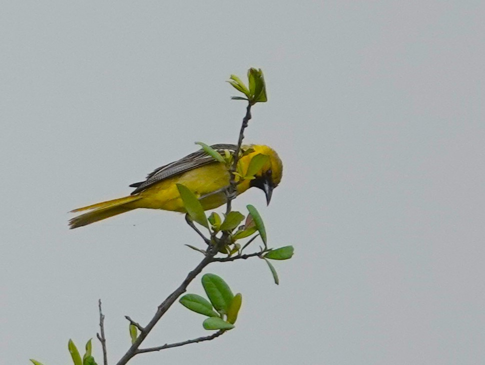 Orchard Oriole - ML619517910