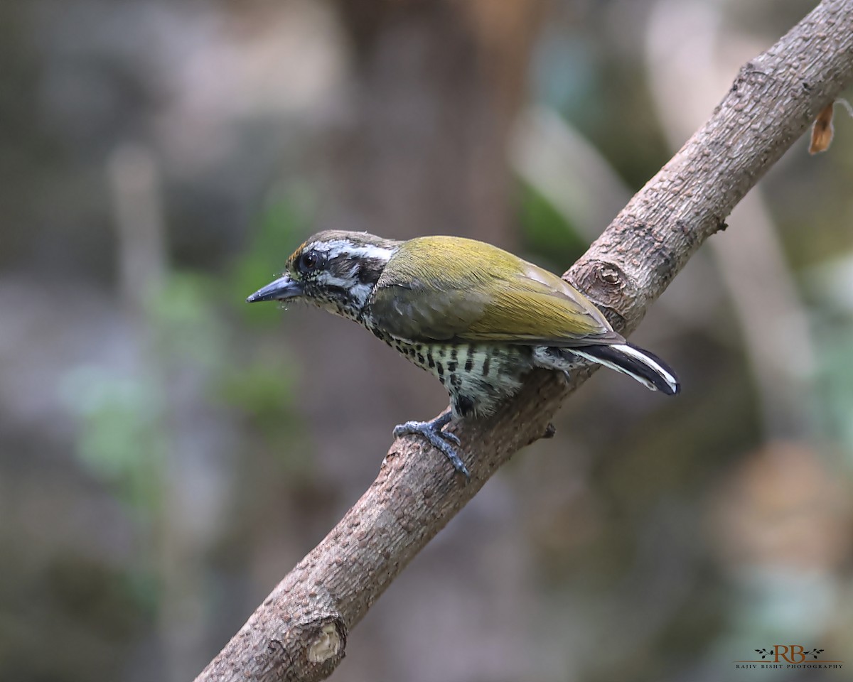 Speckled Piculet - ML619517975