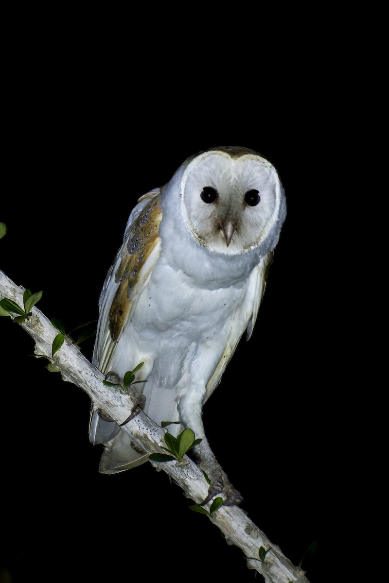 Barn Owl - ML619517996