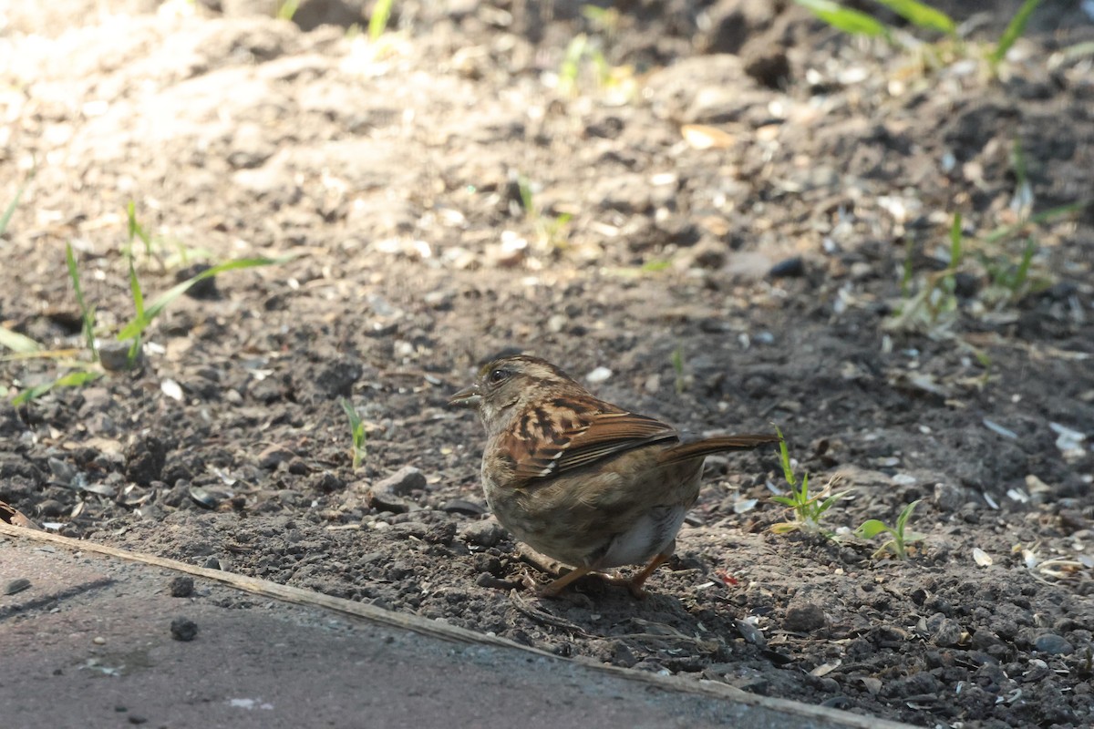 White-throated Sparrow - ML619517999
