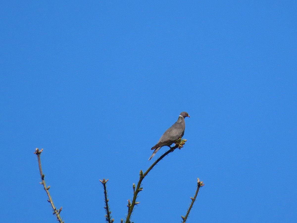 Band-tailed Pigeon - ML619518012