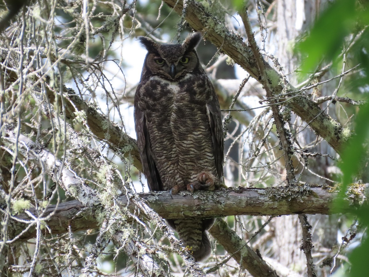 Great Horned Owl - ML619518049