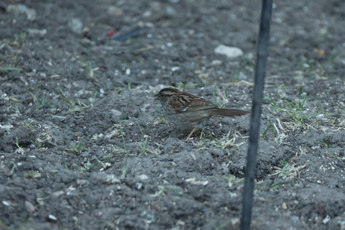 White-throated Sparrow - ML619518058