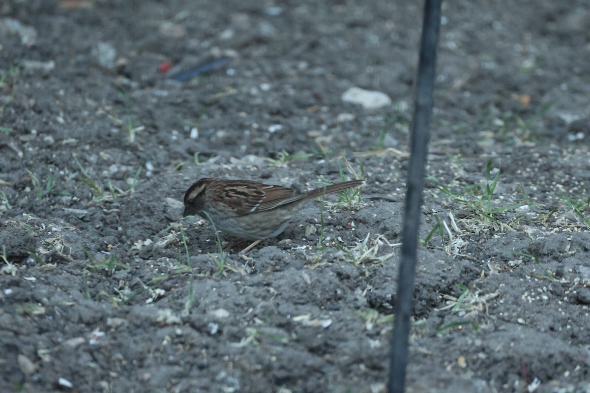 White-throated Sparrow - ML619518060
