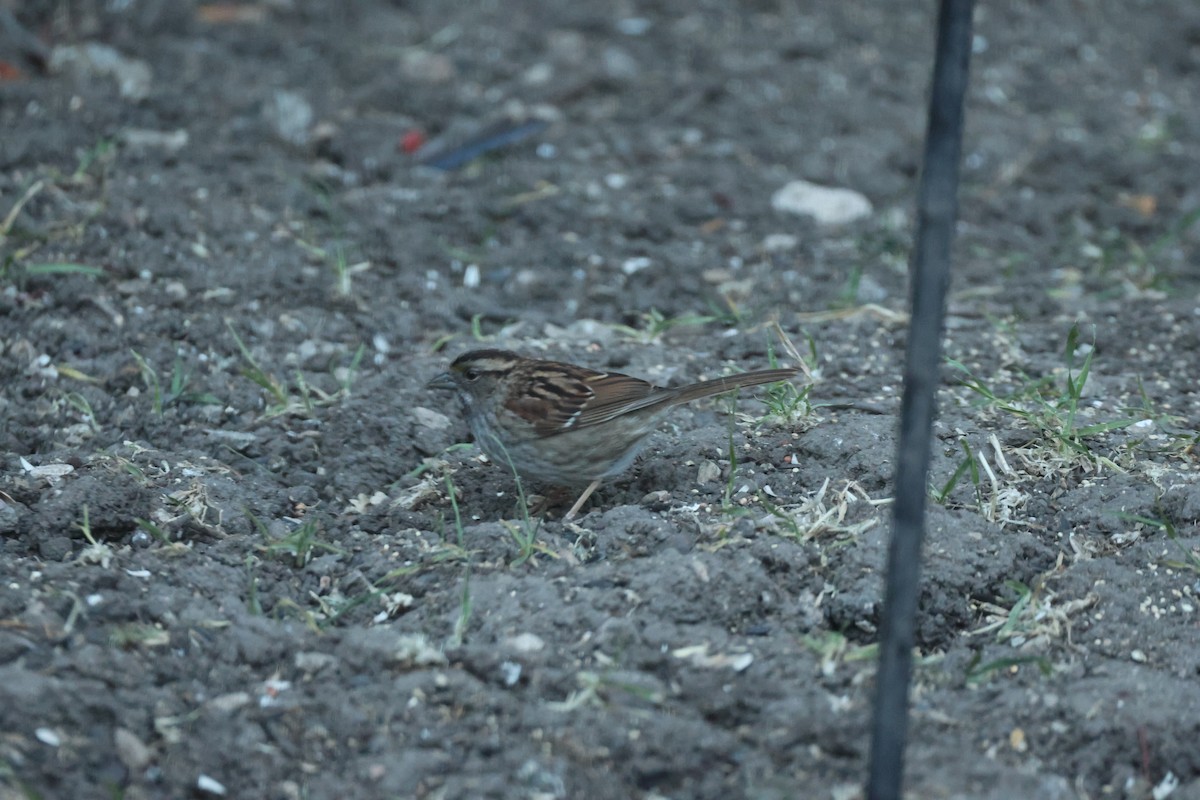 White-throated Sparrow - ML619518064