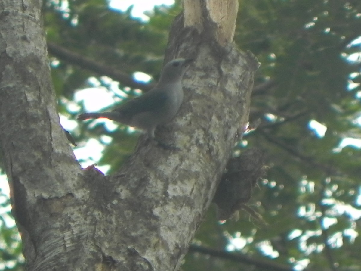 Blue-gray Tanager - ML619518066