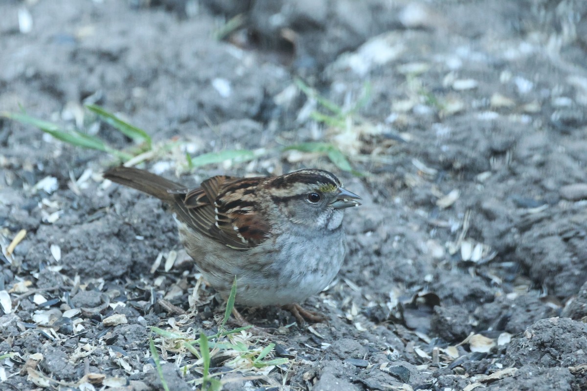 White-throated Sparrow - ML619518086