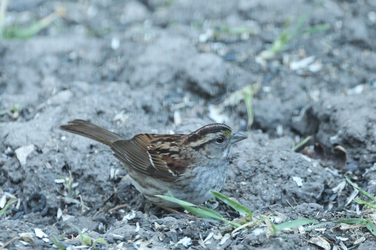 White-throated Sparrow - ML619518097