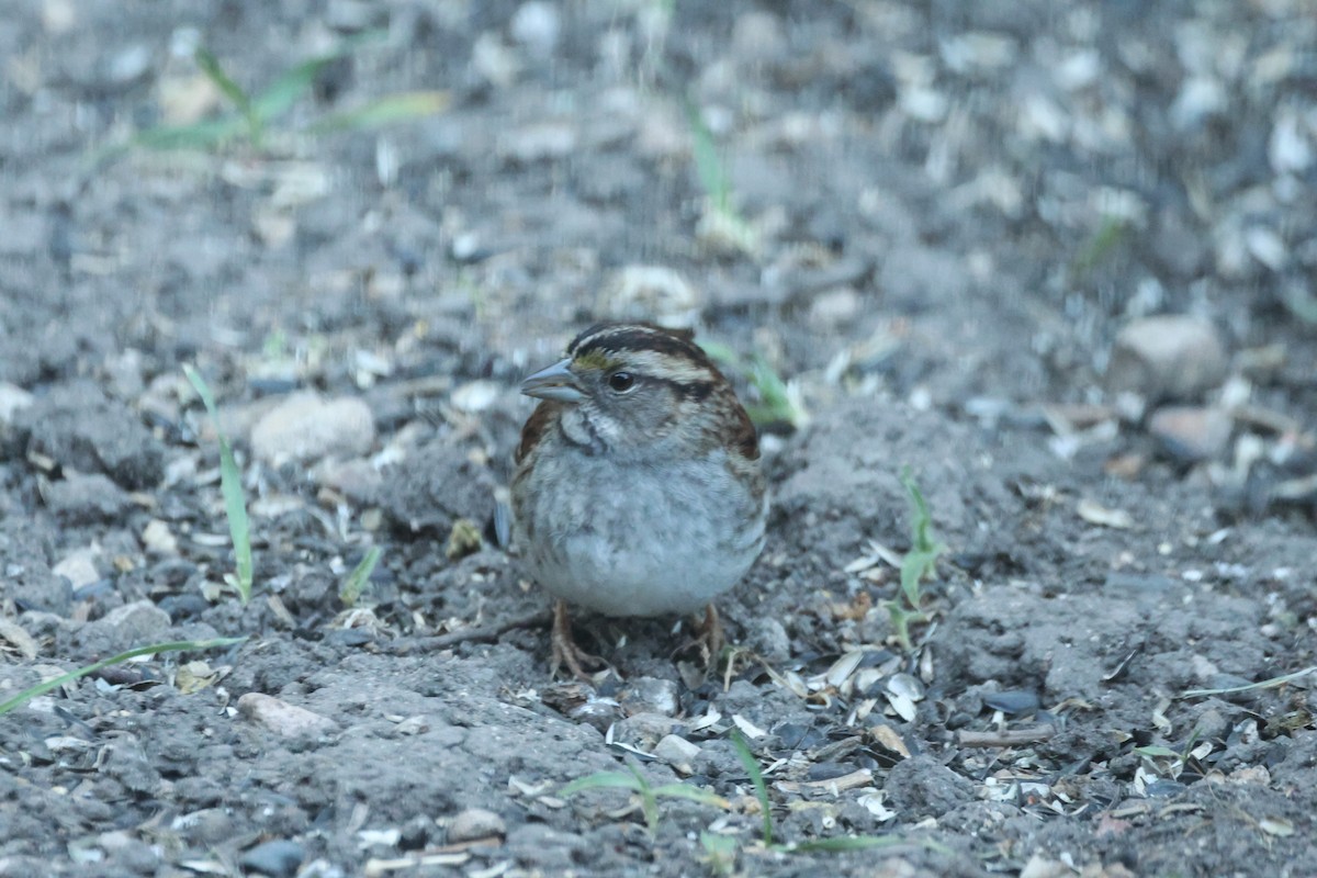 White-throated Sparrow - ML619518105