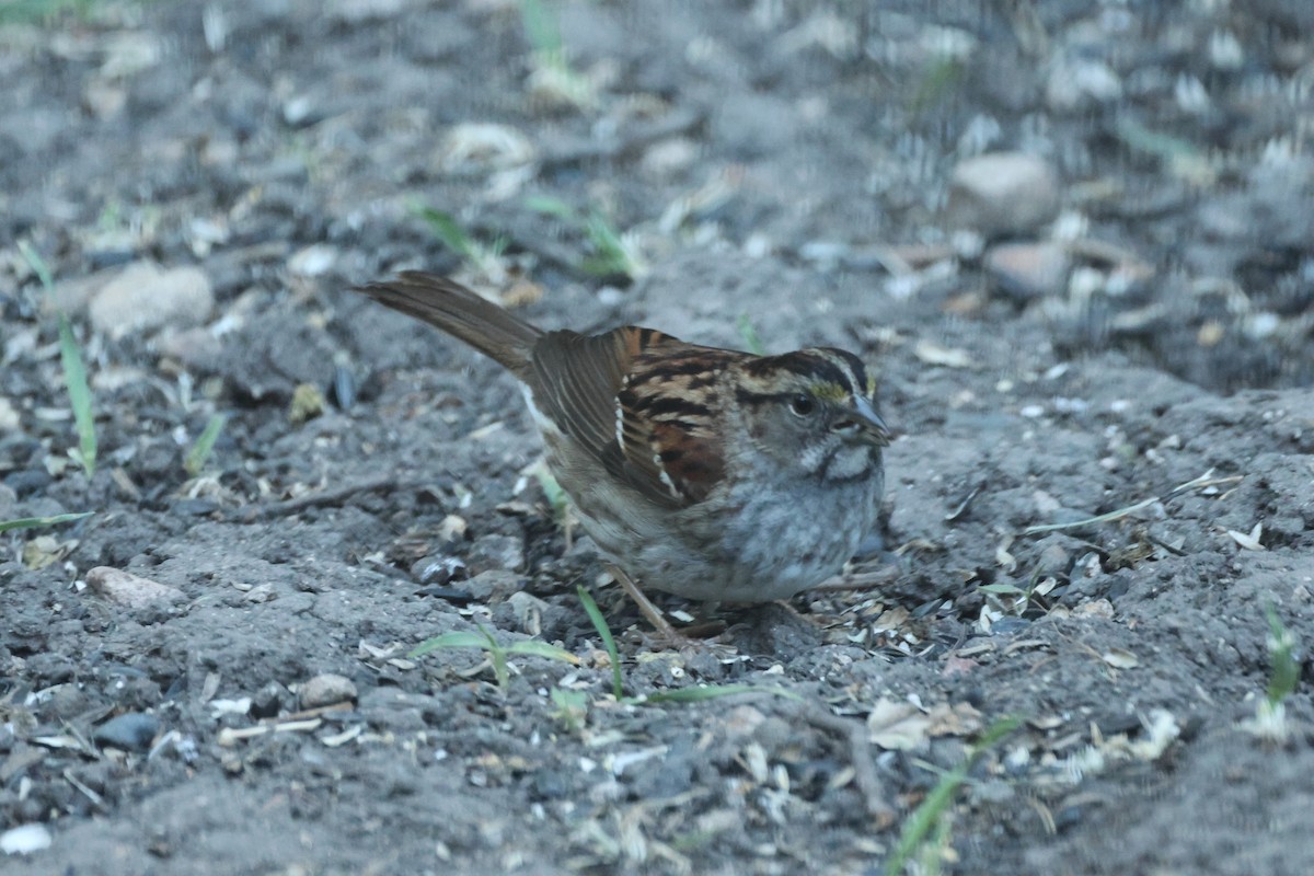 White-throated Sparrow - ML619518108