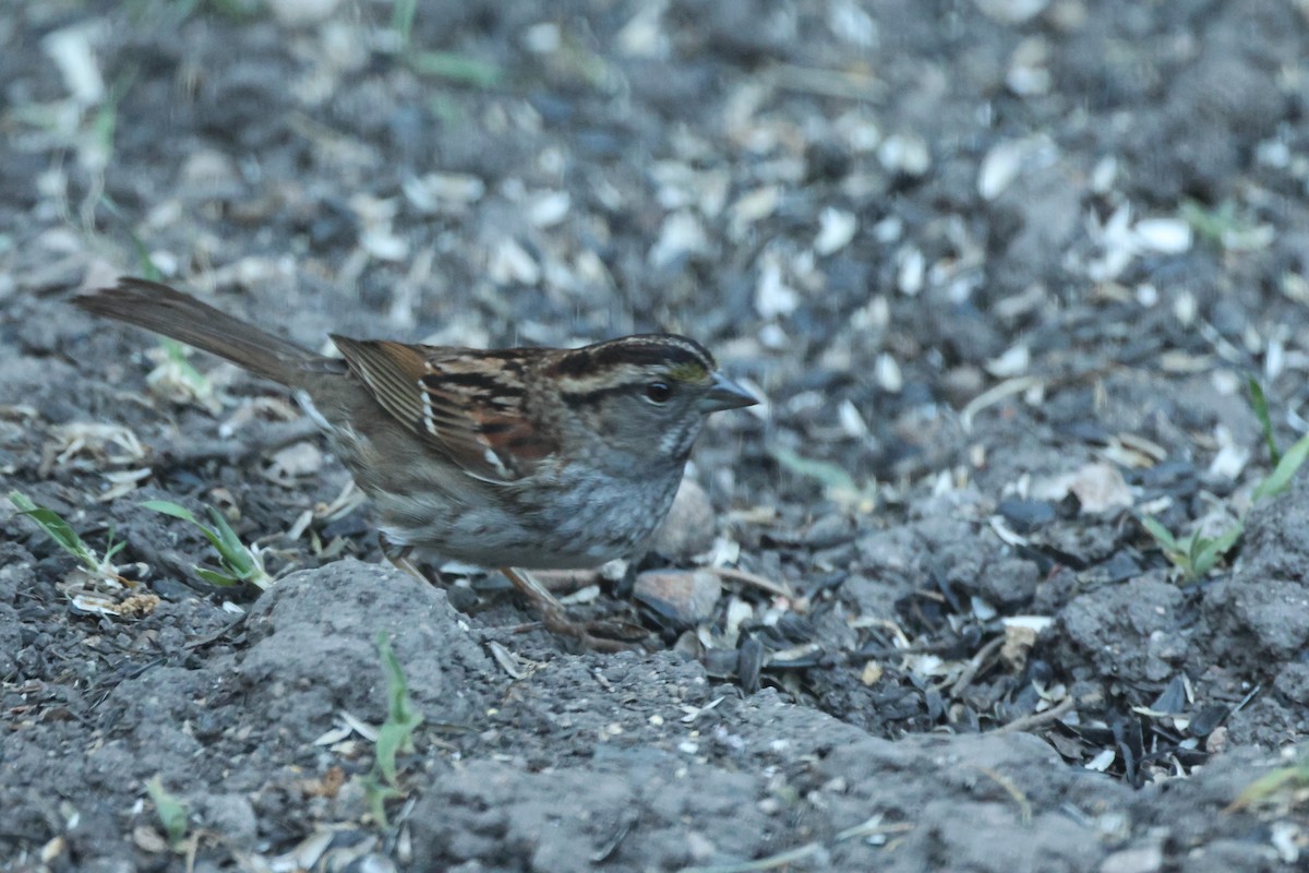 White-throated Sparrow - ML619518111