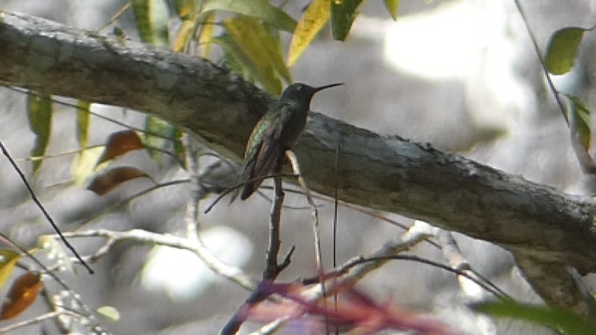 Buff-bellied Hummingbird - ML619518139