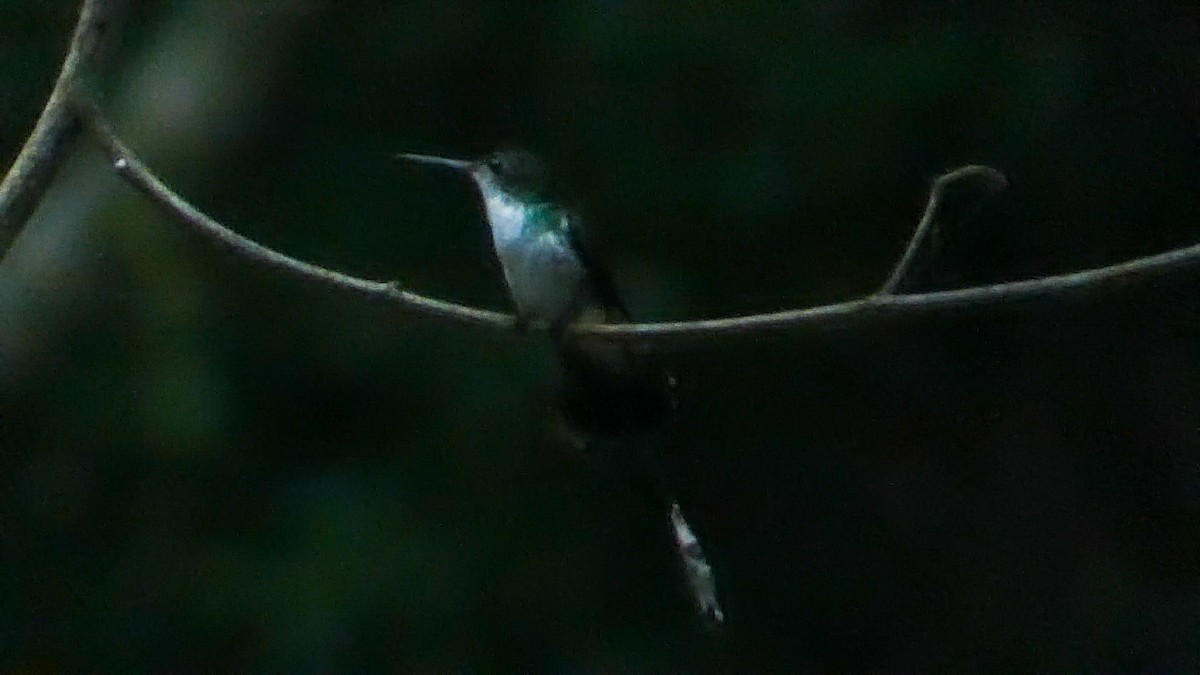 kolibřík helikóniový - ML619518147