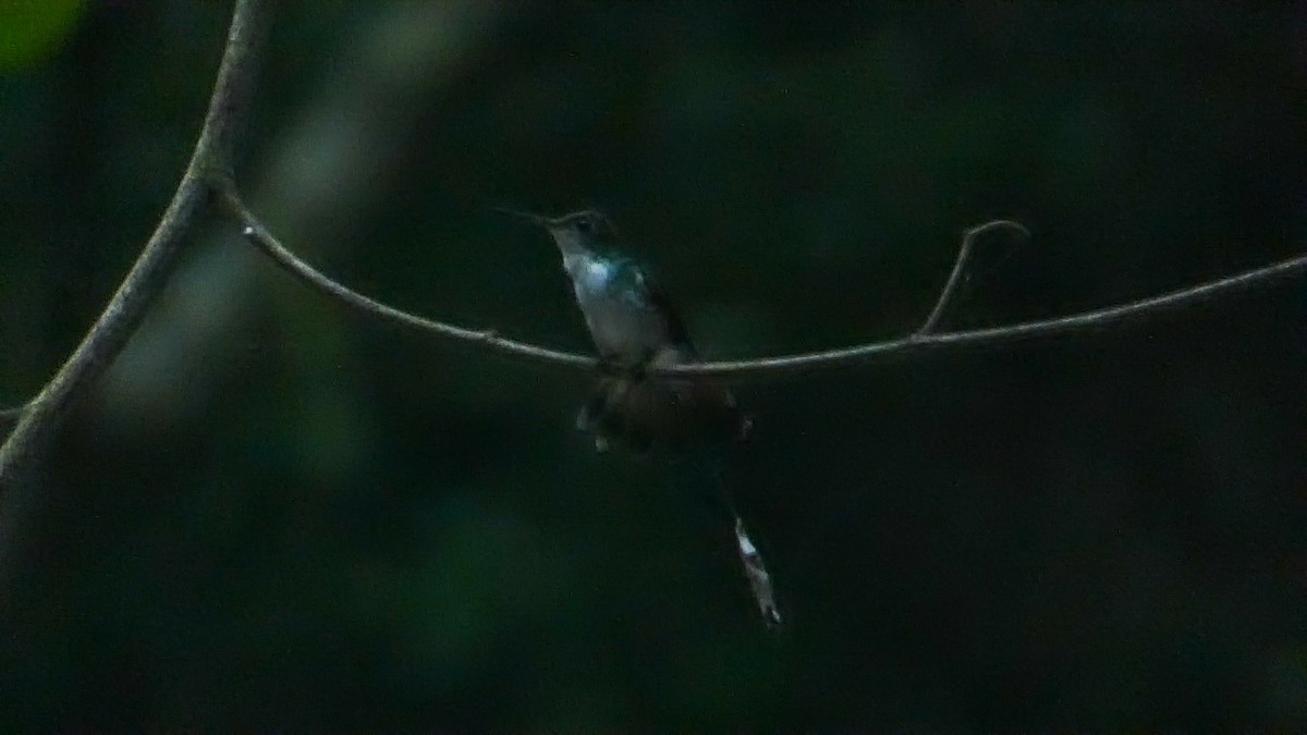 kolibřík helikóniový - ML619518148