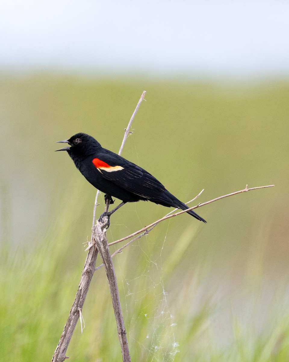 Red-winged Blackbird - ML619518168