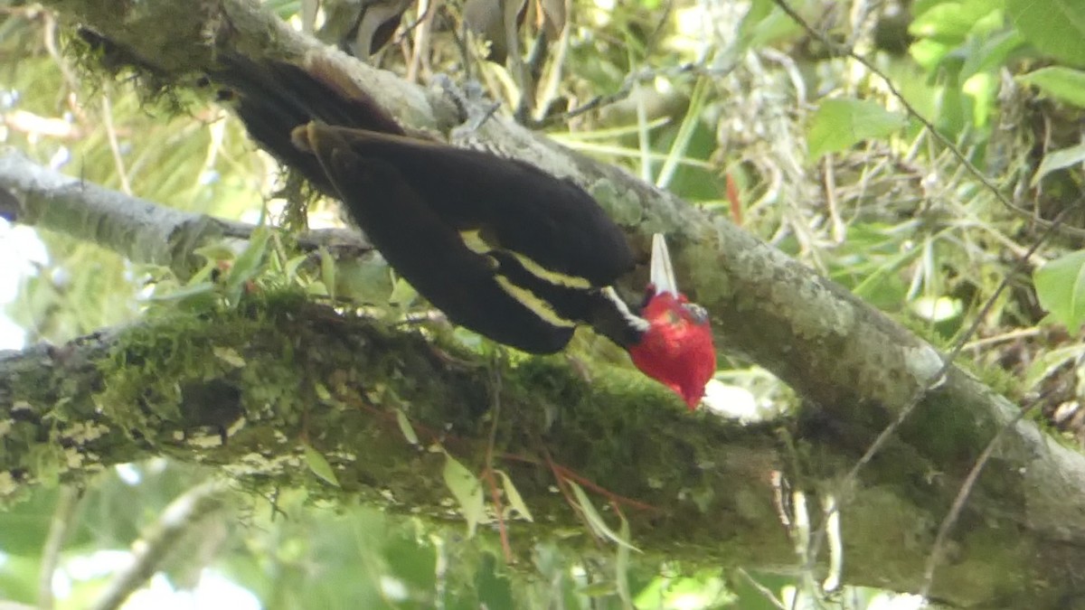 Pale-billed Woodpecker - ML619518178