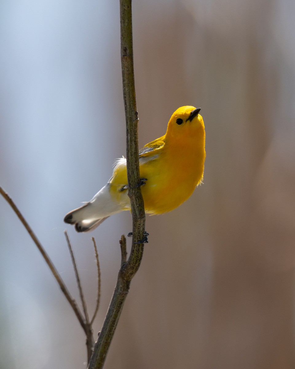 Prothonotary Warbler - ML619518225